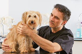 Supervet on cheap pet Insurance. Click to read more