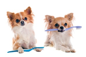 Brushing your pet's teeth – what to remember