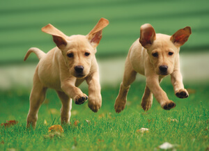 two puppies running across the grass