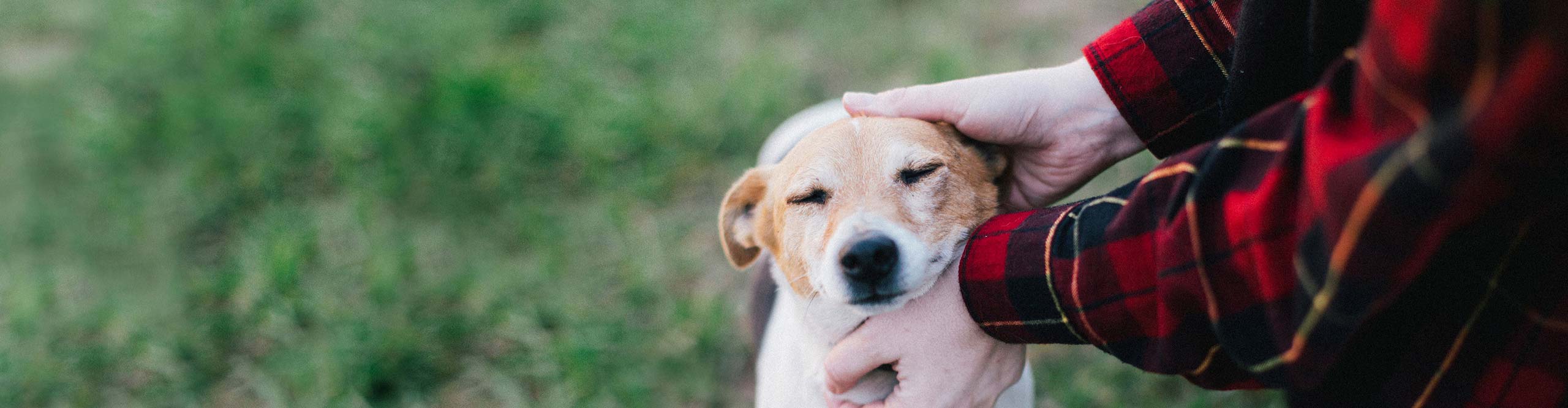 Petplan Dog Insurance