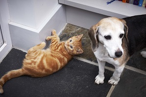 Why your pet rabbit may stop using the litter tray