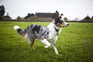 re buying a… Border Collie 