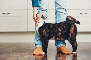 Are you feeling controlled by your cat? | Petplan
