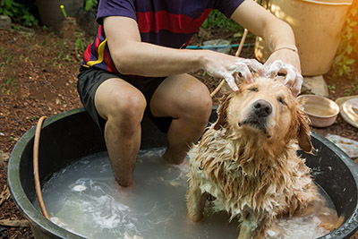 best way to bathe your dog