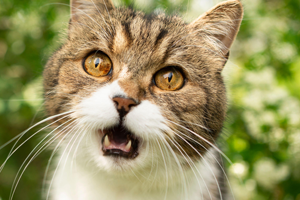 Understanding Cat Language - Why do cats meow at humans | Petplan