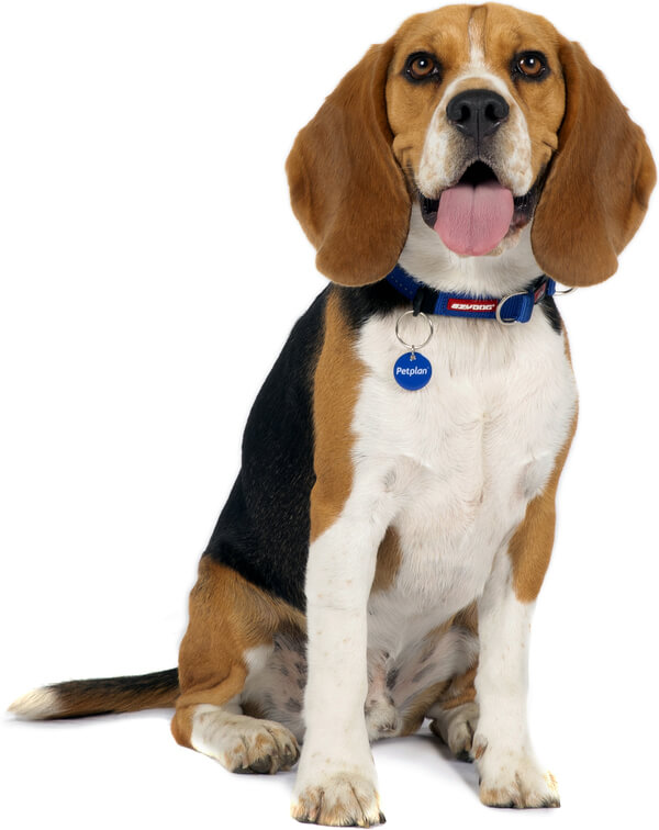 Pictures Of Beagles Dogs