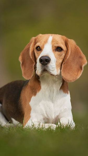 why buy a beagle? 2