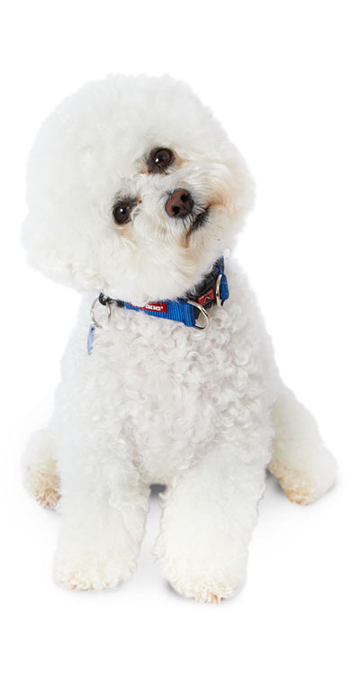facts about bichon frise dogs