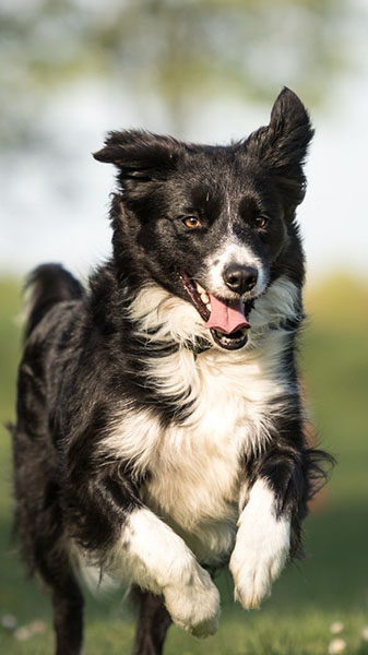 how much exercise does a border collie need a day