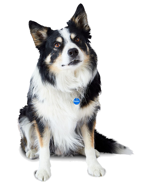 Border Collie: Dog Breed Characteristics & Care