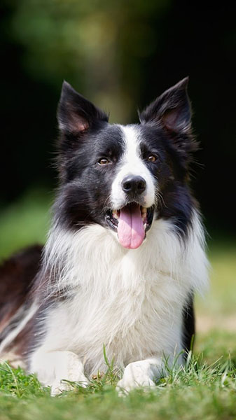 what age do collies live to