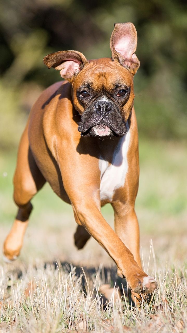 are boxer dogs good pets