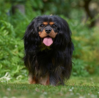 Cavalier King Charles Spaniels: Friendly, playful, and affectionate