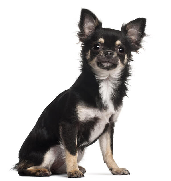 Chihuahua Temperament Lifespan Grooming Training Petplan