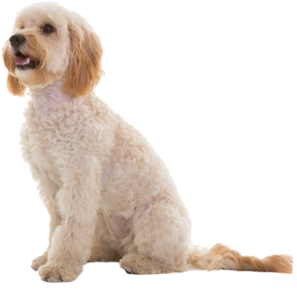 Most Common Cockapoo Health Issues  