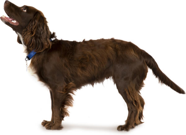 Cocker Spaniel Dog Breed Life Span Temperament More Petplan