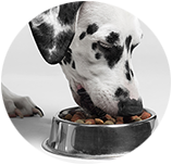 Dalmatian img