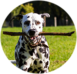 Dalmatian img