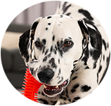 Dalmatian img