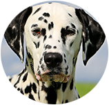 Dalmatian img