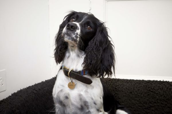 are springer spaniels easy to train
