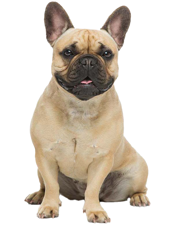 how big is a french bulldogs neck