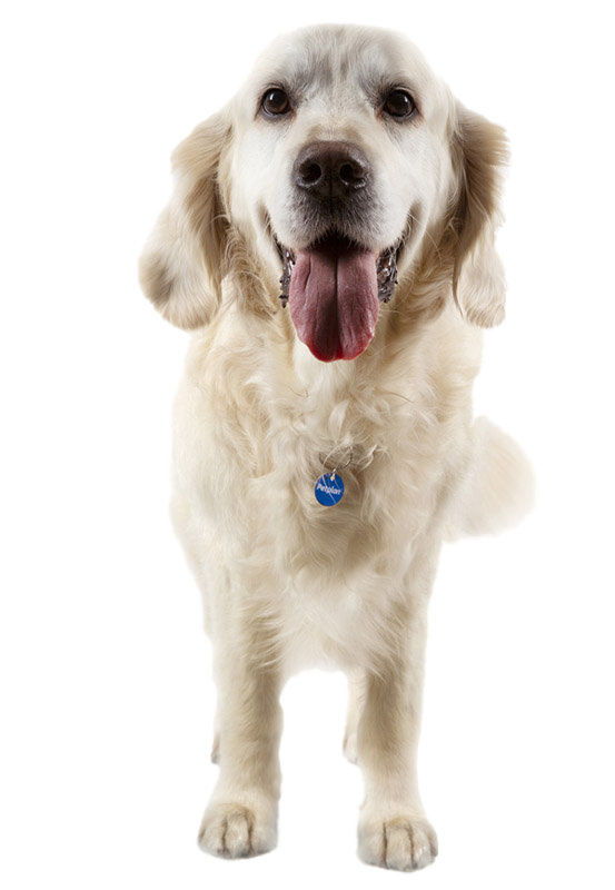 Golden retriever: Dog breed characteristics & care