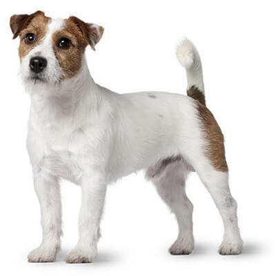 rough jack russell
