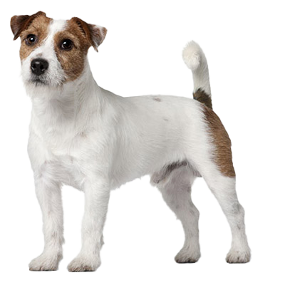 Dog Jack Russell Terrier: traits and pictures