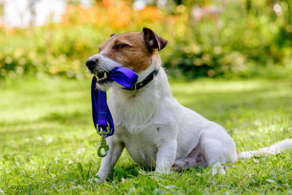 Jack Russell: Temperament, Lifespan, Grooming, Training | Petplan