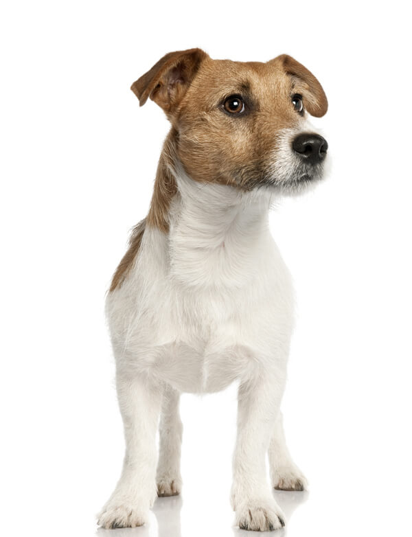 show me jack russell terriers