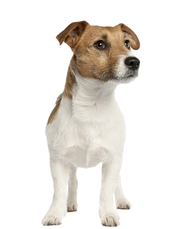 how much is a jack russell puppy