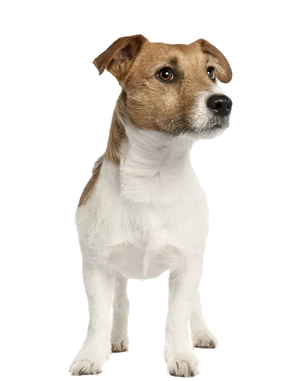 jack-russell_vital-stats_petplan.webp