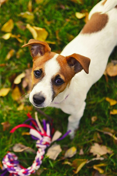 Jack Russell: Training, Grooming, Nutrition