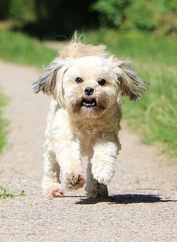 Lhasa Apso: Temperament, Grooming, Nutrition, What to know | Petplan