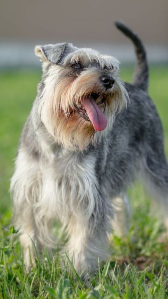 Learn all about the Miniature Schnauzer Dog Breed