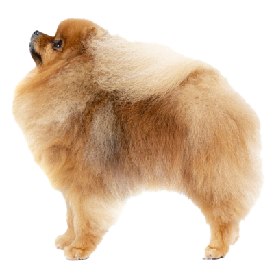 https://www.petplan.co.uk/images/breed-info/pomeranian/health-conditions_pomeranian.png