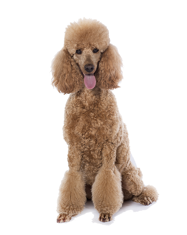 where do poodles like to be pet?