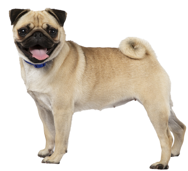 are pugs good dogs for a family