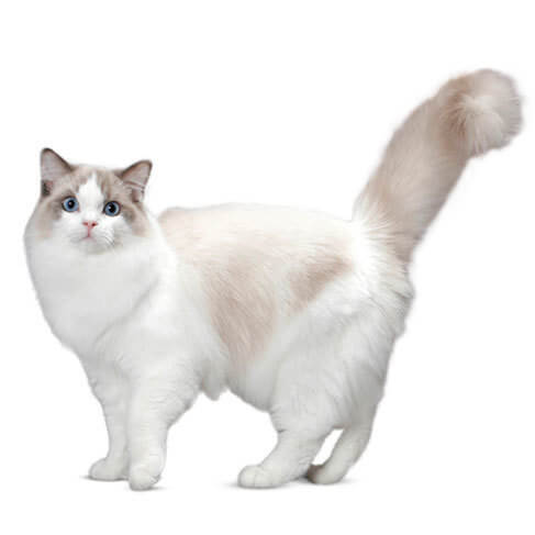 ragdoll cat teddy