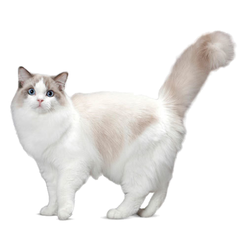 Cat With Fluffy Tail Line And Solid Icon Domestic Animals Concept