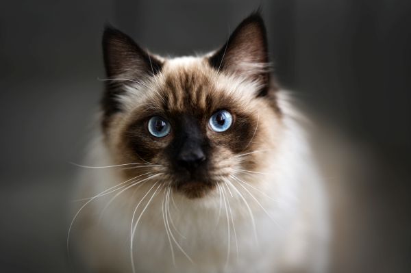 The Ultimate Guide to Black Ragdoll Cats – Ragdoll Cat Advice