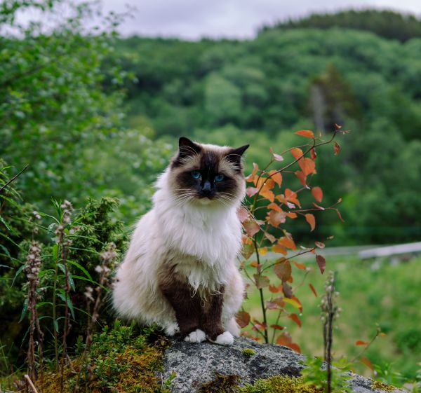Understanding Ragdoll Cat Personality Traits