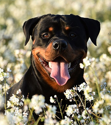 how to make my rottweiler less aggressive