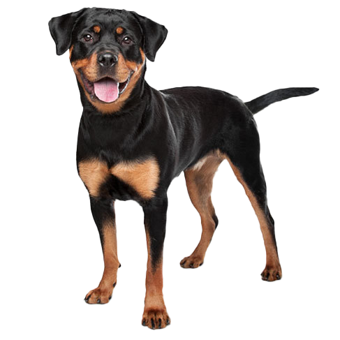 Rottweiler: Temperament, Training, Grooming, Nutrition | Petplan