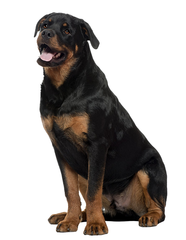 what is the life span of rottweiler pomeranian