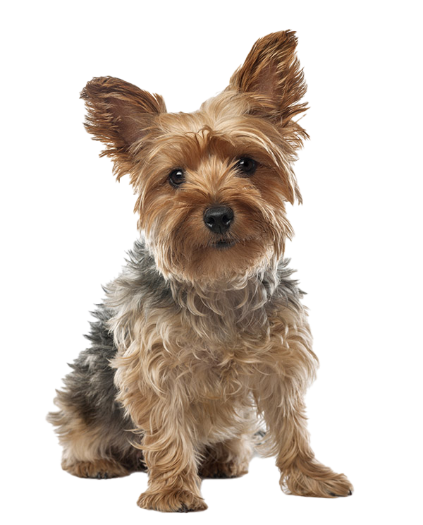 does a yorkshire terrier shed