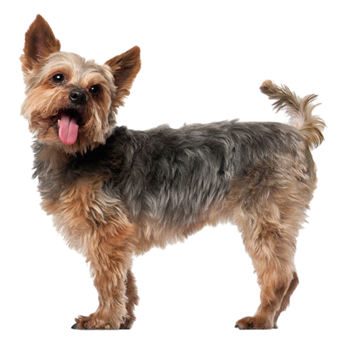 does a yorkshire terrier shed