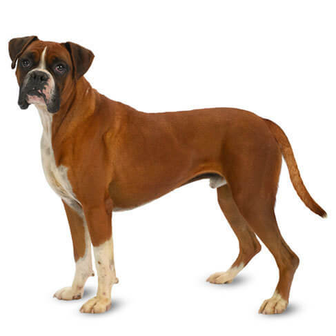 boxer dog breed