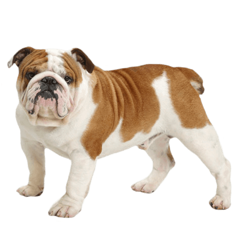 Bulldog: Temperament, Training, Grooming, Nutrition | Petplan